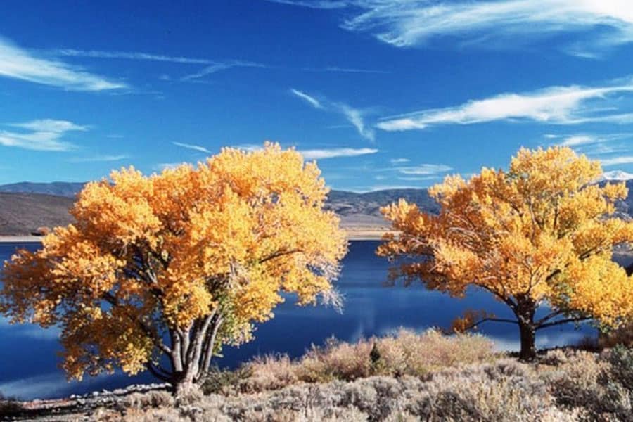 Fall trees with yellow leaves near lake.
